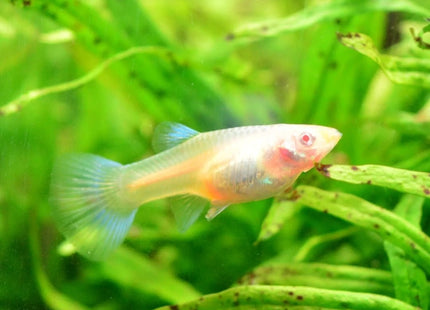 Albino Blue Topaz Guppy - Nano Tanks Australia Aquarium Shop