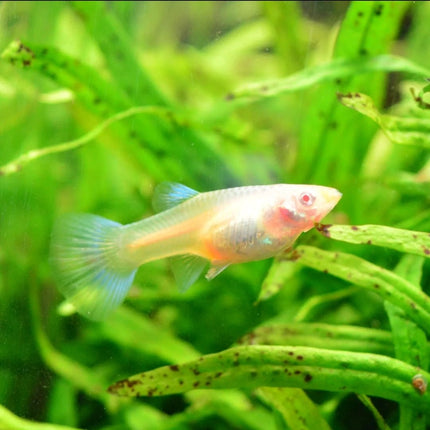 Albino Blue Topaz Guppy - Nano Tanks Australia Aquarium Shop