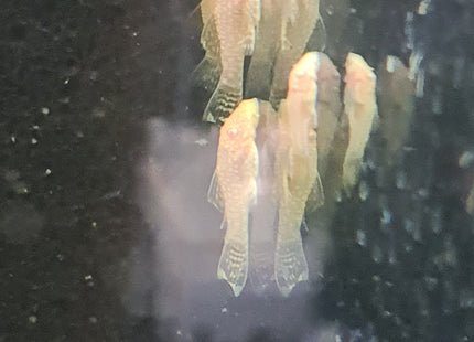 Albino Bristlenose 4cm - Nano Tanks Australia Aquarium Shop