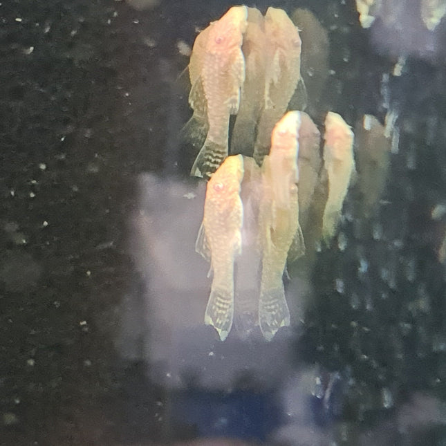 Albino Bristlenose 4cm - Nano Tanks Australia Aquarium Shop