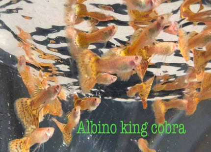 Albino King Cobra Guppy MALES - Nano Tanks Australia Aquarium Shop
