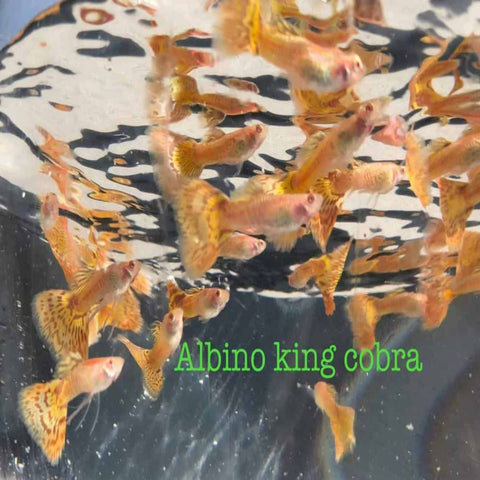 Albino King Cobra Guppy MALES - Nano Tanks Australia Aquarium Shop