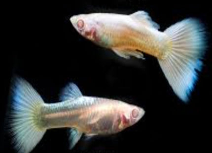 Albino Platinum Guppy Pair - Nano Tanks Australia Aquarium Shop