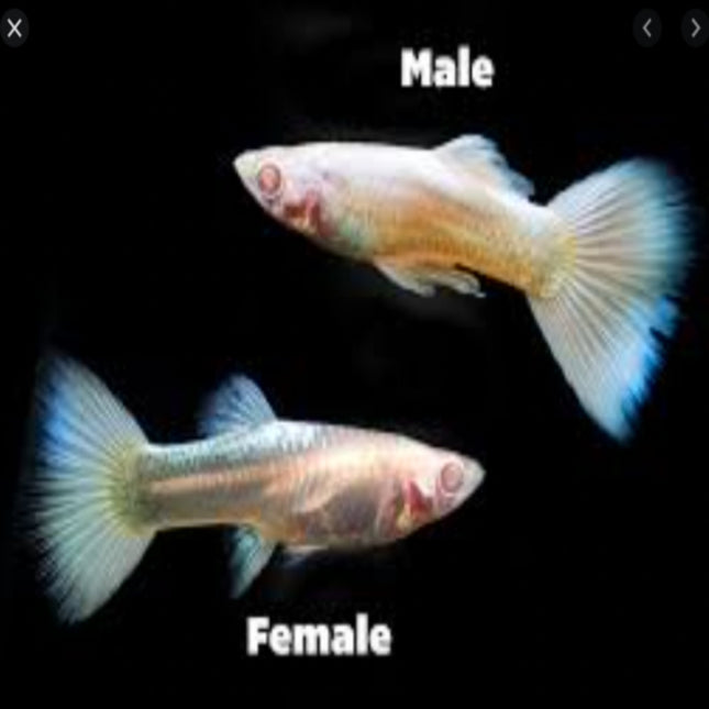 Albino Platinum Guppy Pair - Nano Tanks Australia Aquarium Shop