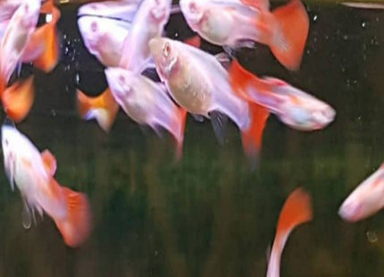 Albino Red Guppy Pair (Sri Lanka Originated) - Nano Tanks Australia Aquarium Shop