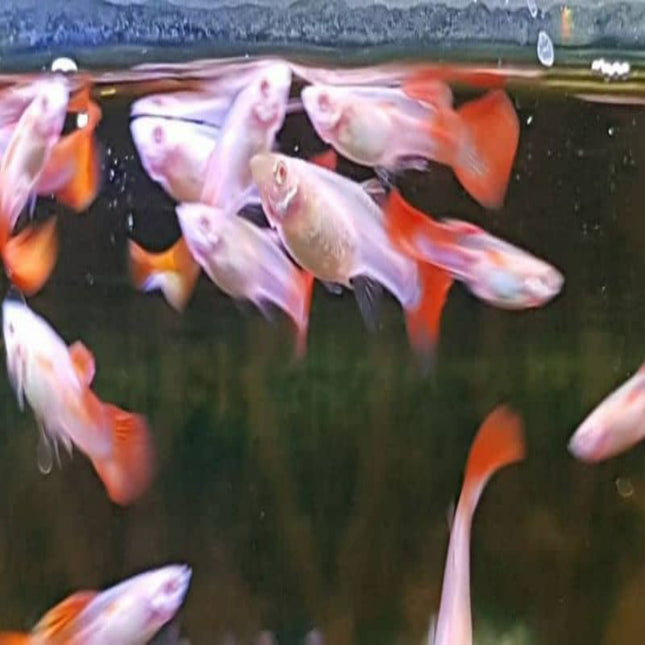 Albino Red Guppy Pair (Sri Lanka Originated) - Nano Tanks Australia Aquarium Shop