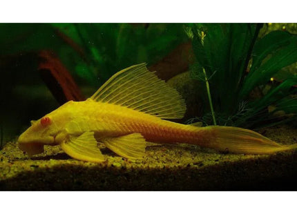 Albino Sailfin Pleco 5-6cm approx - Nano Tanks Australia Aquarium Shop
