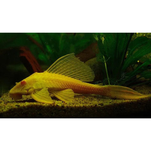 Albino Sailfin Pleco 5-6cm approx - Nano Tanks Australia Aquarium Shop