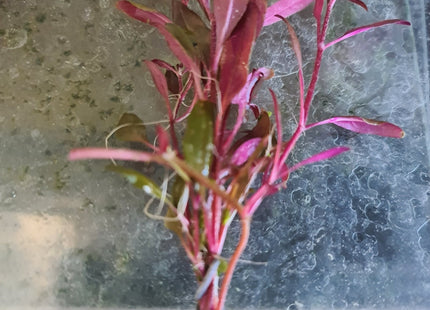 Alternanthera Reineckii 'mini' 5 stems 10cm long - Nano Tanks Australia Aquarium Shop