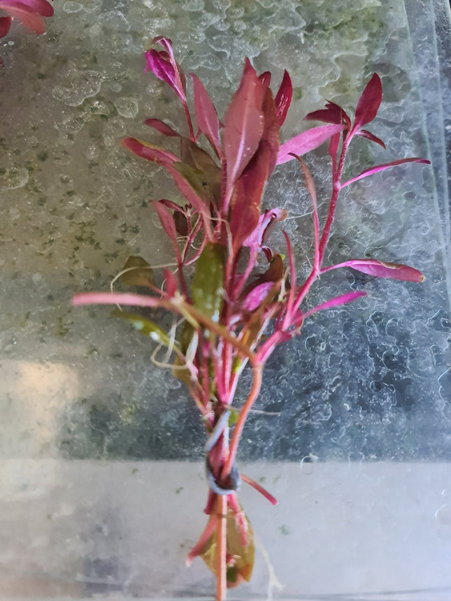 Alternanthera Reineckii 'mini' 5 stems 10cm long - Nano Tanks Australia Aquarium Shop