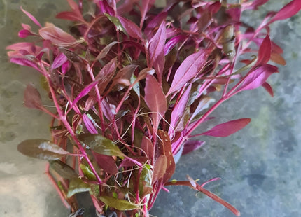 Alternanthera Reineckii 'mini' 5 stems 10cm long - Nano Tanks Australia Aquarium Shop