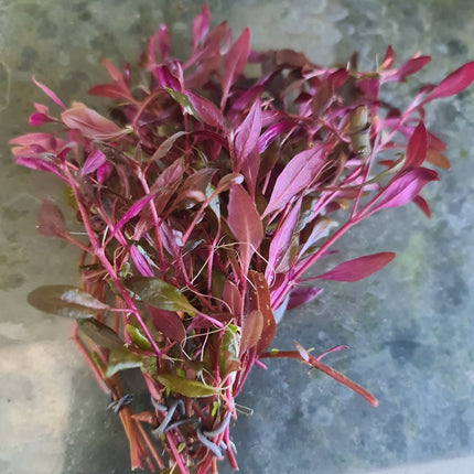 Alternanthera Reineckii 'mini' 5 stems 10cm long - Nano Tanks Australia Aquarium Shop