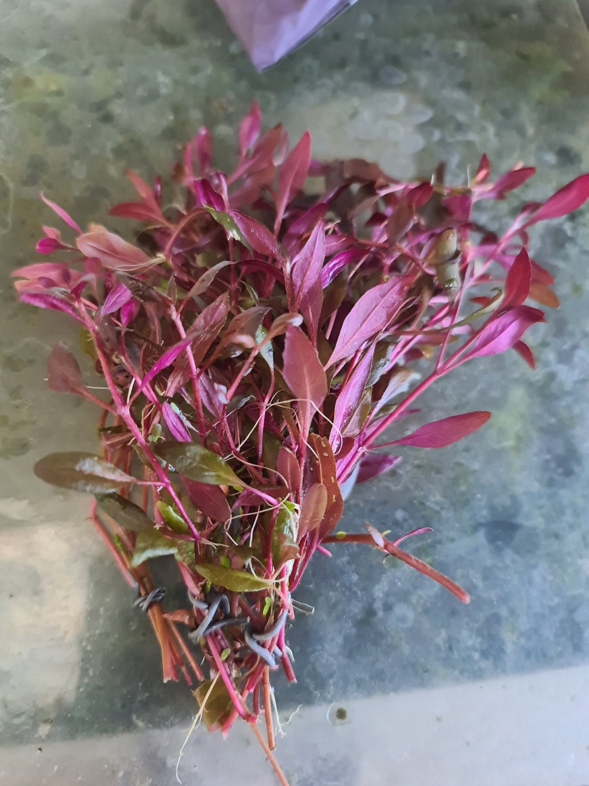 Alternanthera Reineckii 'mini' 5 stems 10cm long - Nano Tanks Australia Aquarium Shop