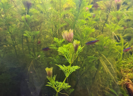 Ambulia bunch in a terracotta pot - Nano Tanks Australia Aquarium Shop