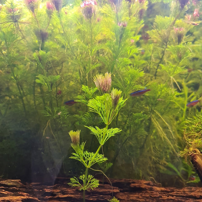 Ambulia bunch in a terracotta pot - Nano Tanks Australia Aquarium Shop