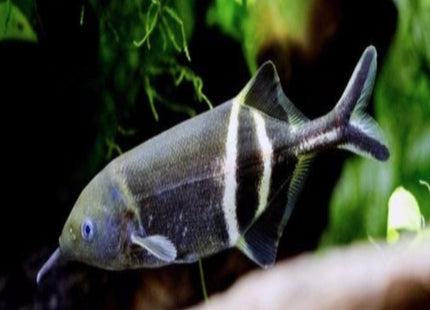Angolan Elephant Nose Fish 5cm - Nano Tanks Australia Aquarium Shop