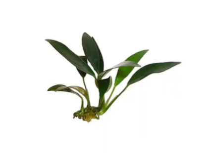 Anubias afzelii - Nano Tanks Australia Aquarium Shop