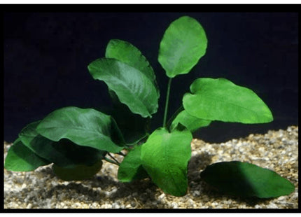 Anubias Barteri 10-20cm - Nano Tanks Australia Aquarium Shop