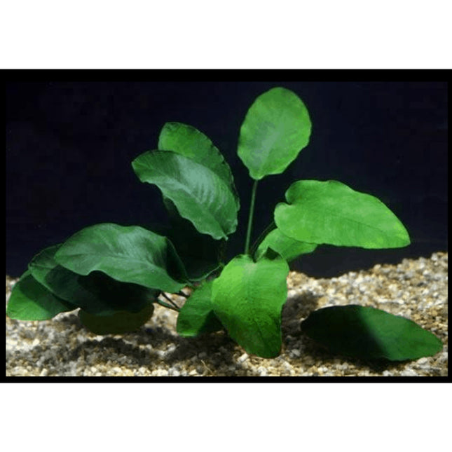 Anubias Barteri 10-20cm - Nano Tanks Australia Aquarium Shop