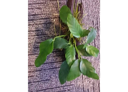 Anubias Barteri on Driftwood - Nano Tanks Australia Aquarium Shop