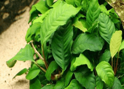 Anubias Coffeefolia bareroot - Nano Tanks Australia Aquarium Shop