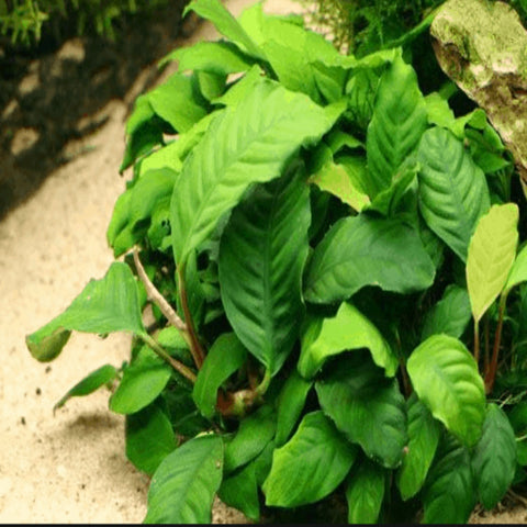 Anubias Coffeefolia bareroot - Nano Tanks Australia Aquarium Shop