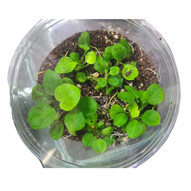 Anubias Coin bare root - Nano Tanks Australia Aquarium Shop