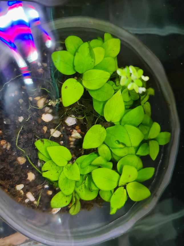 Anubias Gold - Nano Tanks Australia Aquarium Shop