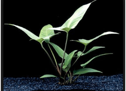 Anubias Hastifolia - Nano Tanks Australia Aquarium Shop