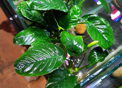 Anubias Jenny - Nano Tanks Australia Aquarium Shop