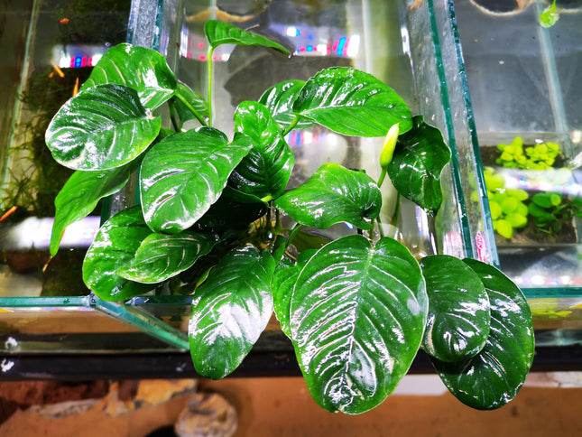 Anubias Jenny - Nano Tanks Australia Aquarium Shop