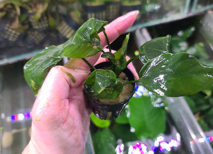 Anubias Nana Bonsai in pot - Nano Tanks Australia Aquarium Shop