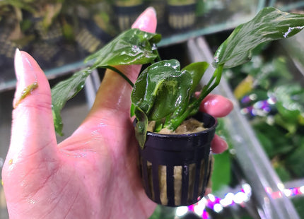 Anubias Nana Bonsai in pot - Nano Tanks Australia Aquarium Shop