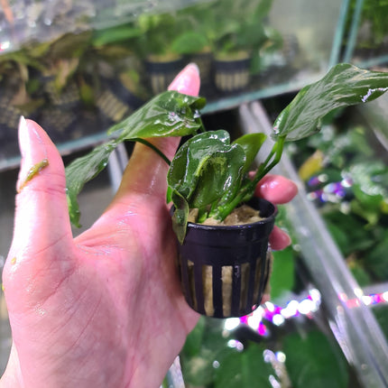 Anubias Nana Bonsai in pot - Nano Tanks Australia Aquarium Shop