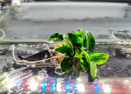 Anubias Nana Petite - Nano Tanks Australia Aquarium Shop