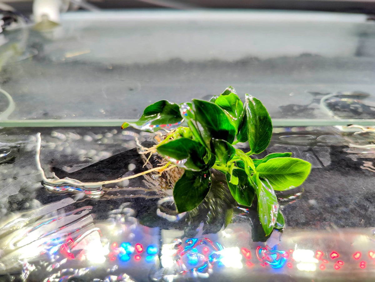 Anubias Nana Petite - Nano Tanks Australia Aquarium Shop