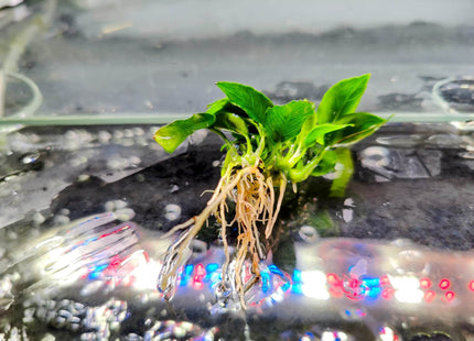 Anubias Nana Petite - Nano Tanks Australia Aquarium Shop