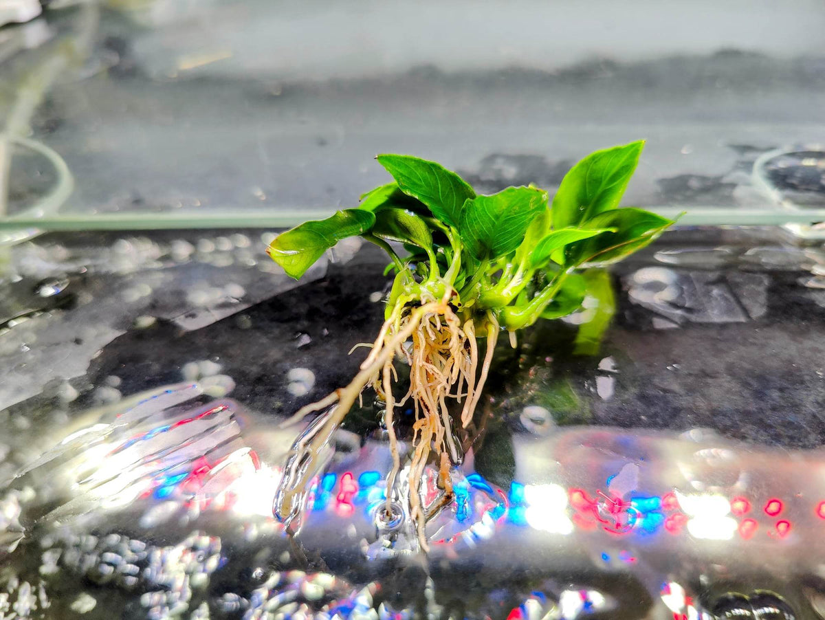 Anubias Nana Petite - Nano Tanks Australia Aquarium Shop