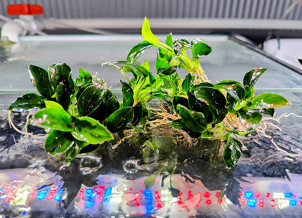 Anubias Nana Petite - Nano Tanks Australia Aquarium Shop
