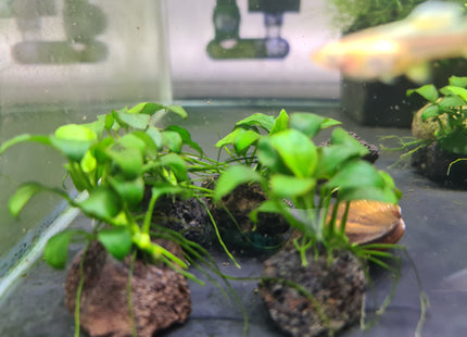 Anubias Nana Petite on rock - Nano Tanks Australia Aquarium Shop