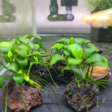Anubias Nana Petite on rock - Nano Tanks Australia Aquarium Shop
