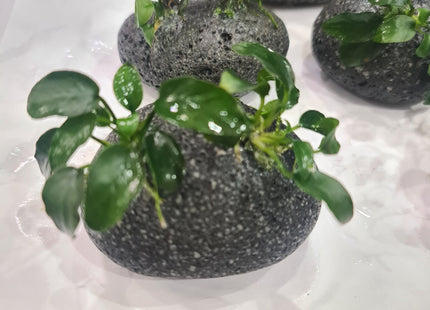 Anubias Nana Petite on Smooth Lava - Nano Tanks Australia Aquarium Shop