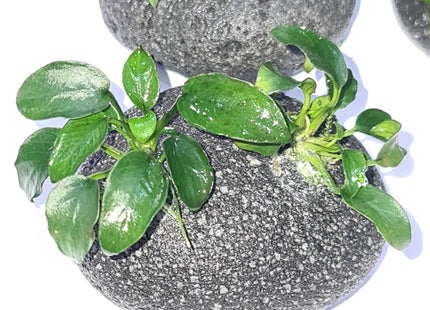 Anubias Nana Petite on Smooth Lava - Nano Tanks Australia Aquarium Shop