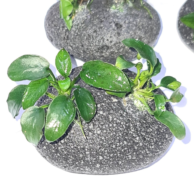 Anubias Nana Petite on Smooth Lava - Nano Tanks Australia Aquarium Shop