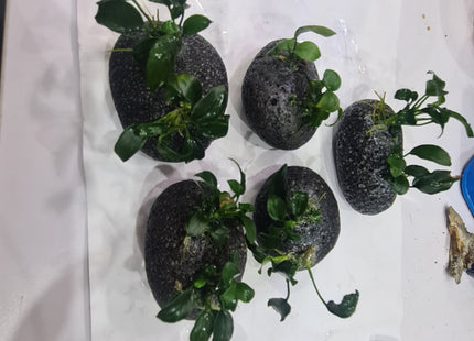 Anubias Nana Petite on Smooth Lava - Nano Tanks Australia Aquarium Shop