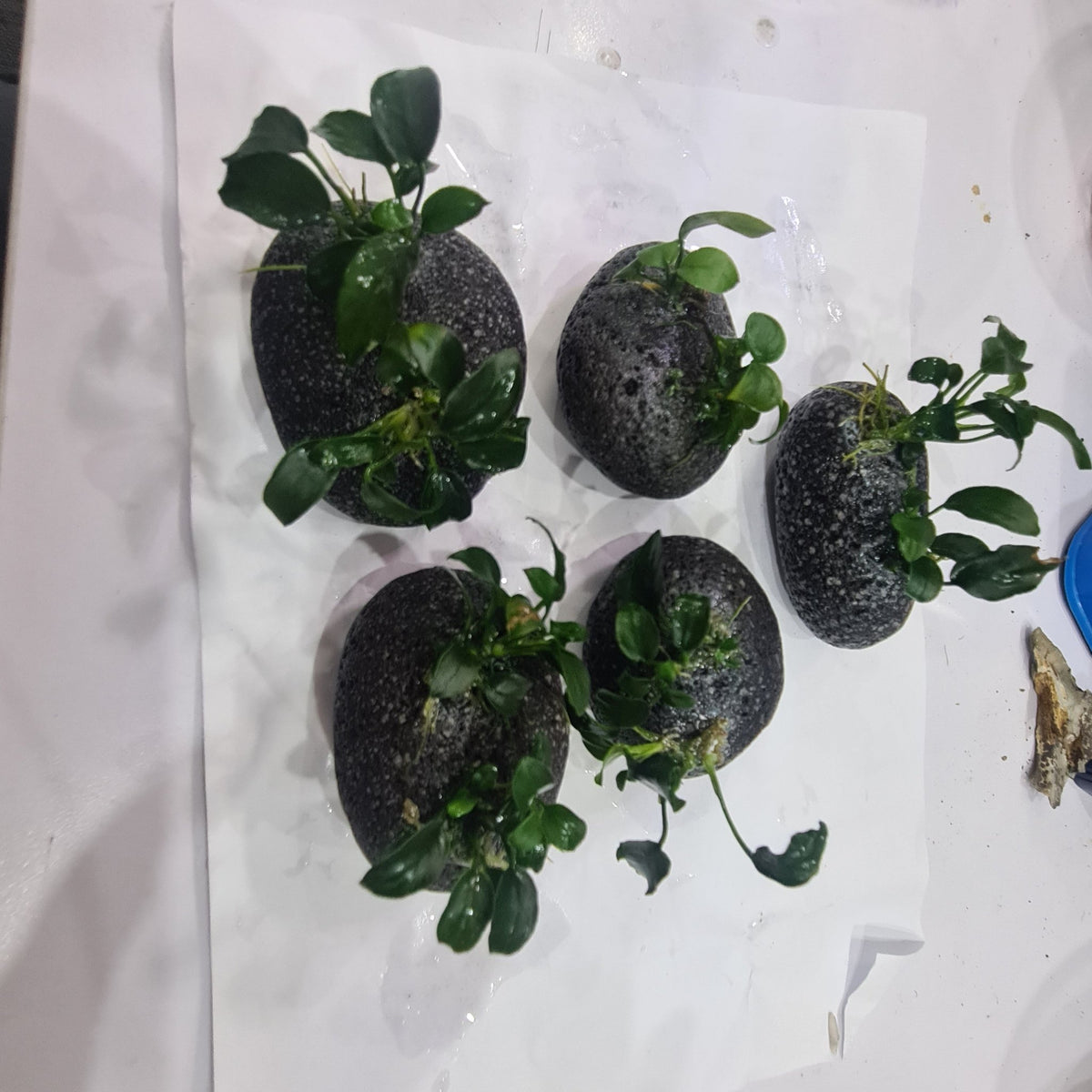 Anubias Nana Petite on Smooth Lava - Nano Tanks Australia Aquarium Shop