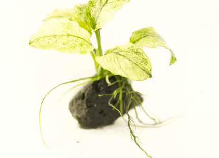 Anubias Nana 'Pinto' on Rock - Nano Tanks Australia Aquarium Shop