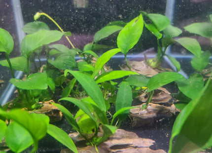 Anubias on Driftwood (Nano Size) or Dragon Stone - Nano Tanks Australia Aquarium Shop