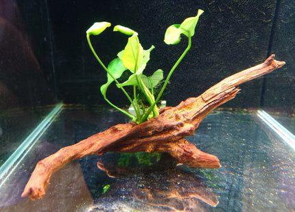 Anubias on Driftwood (Nano Size) or Dragon Stone - Nano Tanks Australia Aquarium Shop