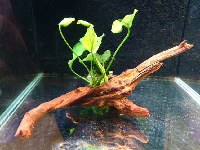 Anubias on Driftwood (Nano Size) or Dragon Stone - Nano Tanks Australia Aquarium Shop